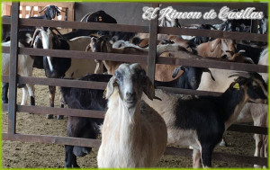 quesos-de-fuerteventura-02