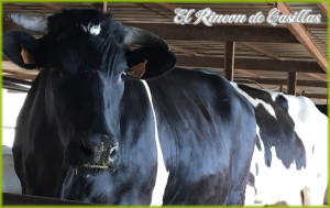 quesos-de-fuerteventura-03