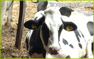 quesos-de-fuerteventura-04